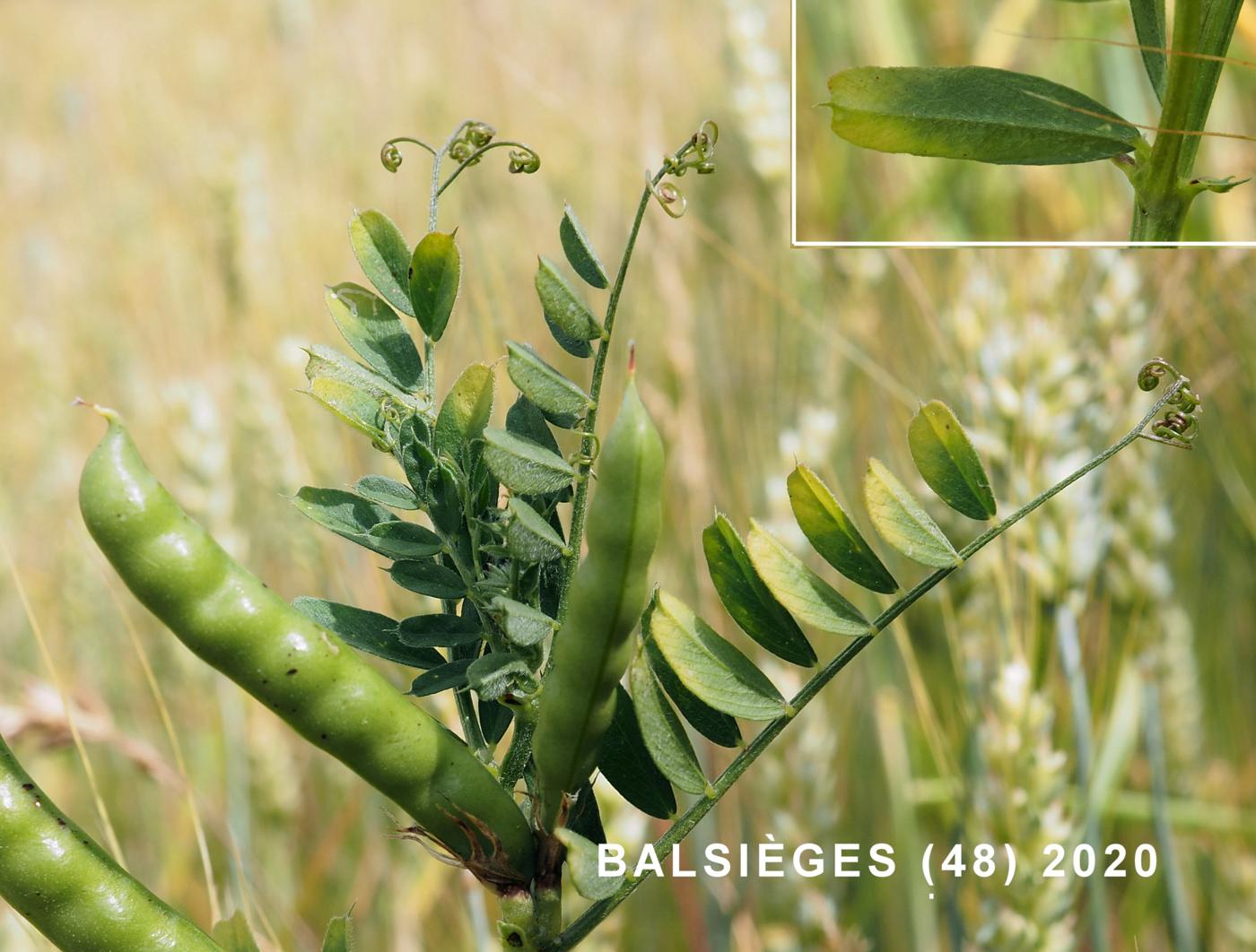 Vetch, Large-seeded leaf